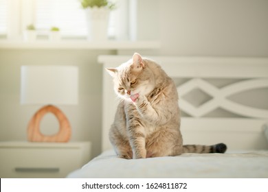 Cat licking paw. Scottish straight cat - Shutterstock ID 1624811872
