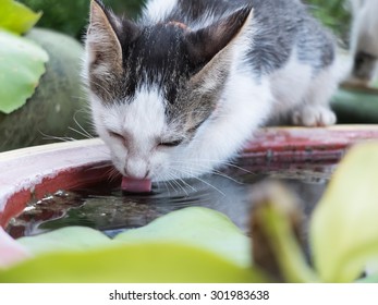 Cat Licking Water