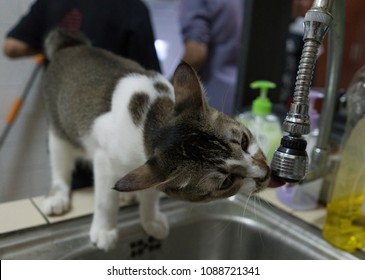 Cat - Licking Water Coming Out Of Kitchen Pipe