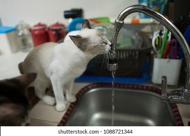 Cat - Licking Water Coming Out Of Kitchen Pipe