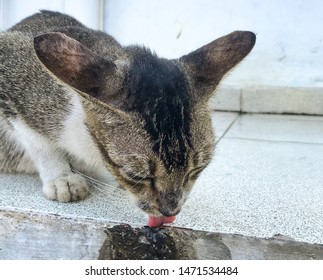 Cat Licking Water On The Floor