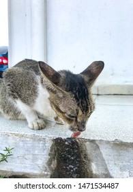 Cat Licking Water On The Floor