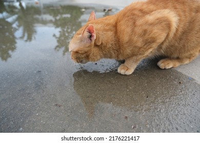 The Cat Was Licking The Water On The Floor.