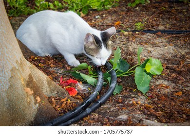 A Cat Licking Water On The Hose.