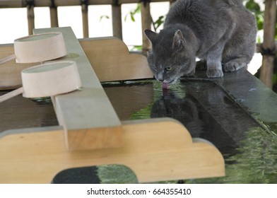 A Cat Licking Water For Purify At The Shrine