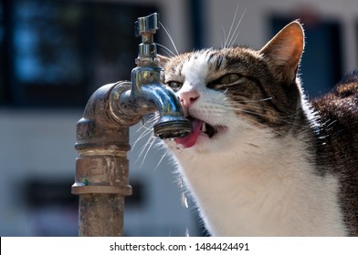 Cat Licking Water In A Tap