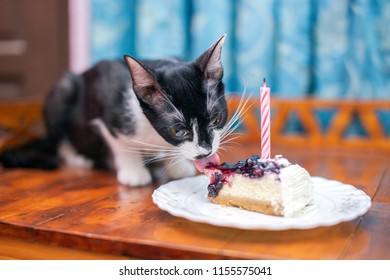 A Cat Licks Her First Birthday Cake.