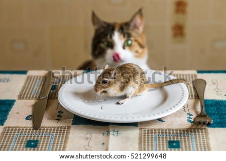 Cat cat licks lips with appetite and looks to little gerbil mouse on the table. Concept of prey, food, pest.