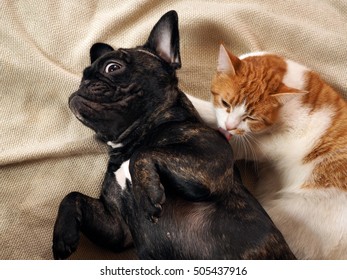 The Cat Licks A Surprised Funny Dog