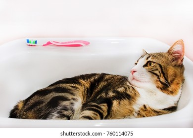 Cat Lie In White Sink And Looks On Toothbrush.