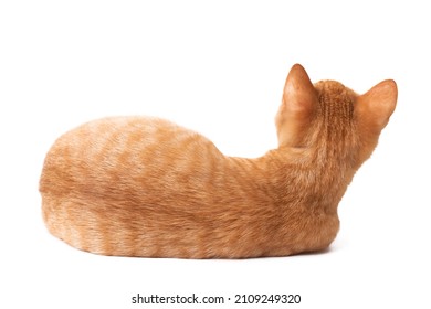 71 Fluffy Kitten Sitting Back Camera On Orange Images Stock Photos Vectors Shutterstock