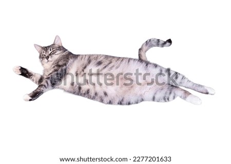 Cat lies belly up, isolated on a white background. Big belly of a pet, isolated on a white background
