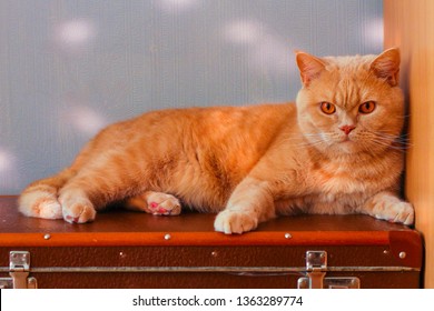 1000 Ginger British Shorthair Cat Stock Images Photos Vectors