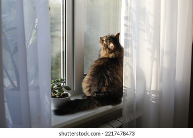 the cat lies by the window and takes sunbaths, looks out the window - Shutterstock ID 2217478473