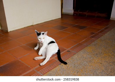 A cat lies down on the floor.