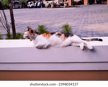 the cat lies down while yawning on the wall fence