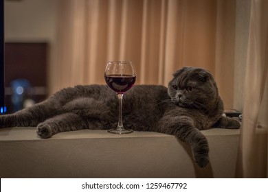 The cat lies with a glass of wine