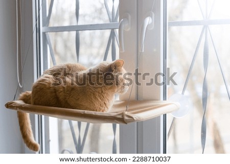 the cat lies in a hammock and looks out the window. cat in a bed. High quality photo