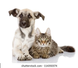 The Cat Lies Near A Dog. Isolated On White Background