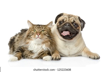 The Cat Lies Near A Dog. Isolated On White Background