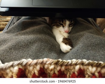 the cat lies near knitting