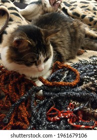 the cat lies near knitting