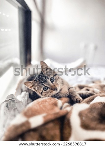 Similar – Image, Stock Photo Siberian Forest Cat Kittens