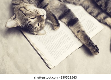 Cat Lies On A Book 