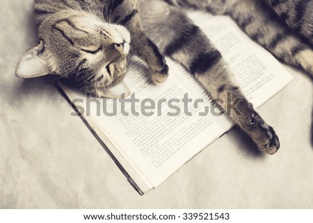 Cat lies on a book 