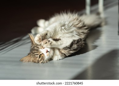 the cat lies on the floor basking in the sun - Shutterstock ID 2221760845