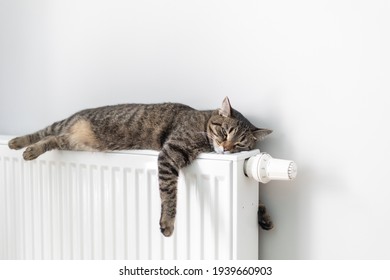 The cat lies on a heating radiator against the background of a gray wall. The cat warms up on the battery - Shutterstock ID 1939660903
