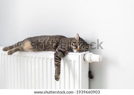 The cat lies on a heating radiator against the background of a gray wall. The cat warms up on the battery