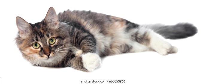 Cat lies on isolated white background.