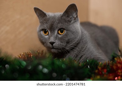 The Cat Lies On The New Year's Tinsel.