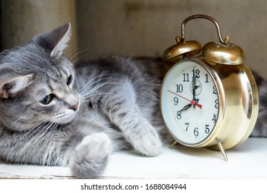 The Cat Lies On Its Side. Looks At A Vintage Alarm Clock. Concept - Wake Up On Time, Mode