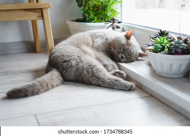 The cat lies on the threshold near the room flowers. The Scottish straight-eared cat of mauve is lying on the floor.