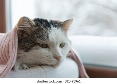 Cat Lies On The Window In Winter