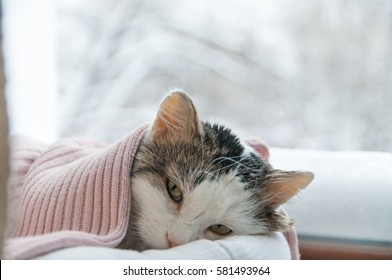 Cat Lies On The Window In Winter