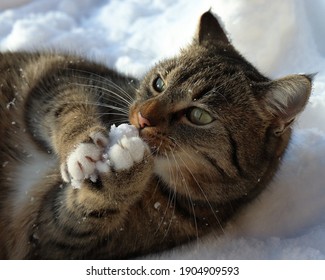 Cat Lies In The Snow And Bites Into A Lump Of Frozen Snow