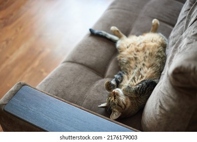 Cat Lies With Tummy Up On The Couch At Home