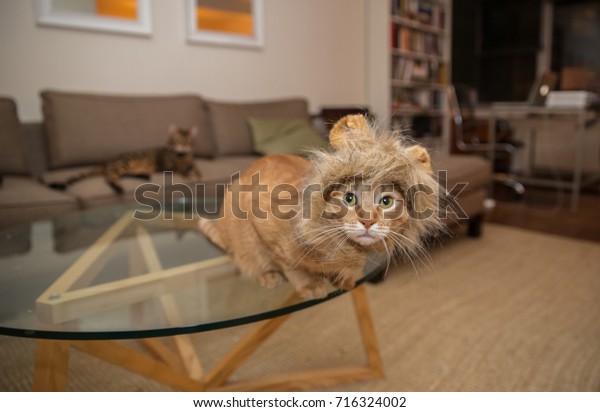 Cat Lion Costume On Living Room Stock Photo Edit Now 716324002