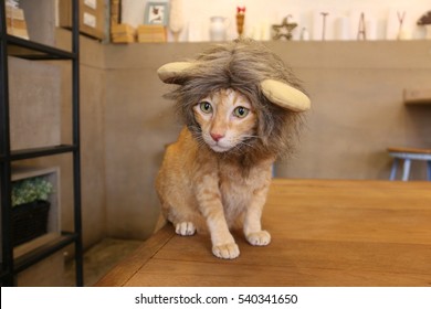 Cat Lion Head Hat Close Up Reaction