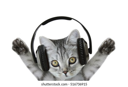 Cat Listening Music Stock Photo 516736915 | Shutterstock