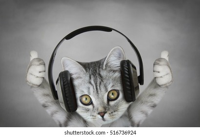 Musique la chat écoutant Louise