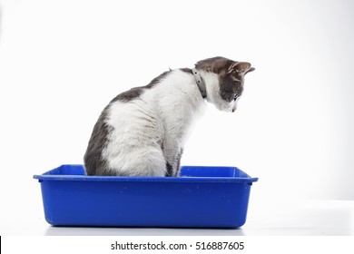 cat in litter box.