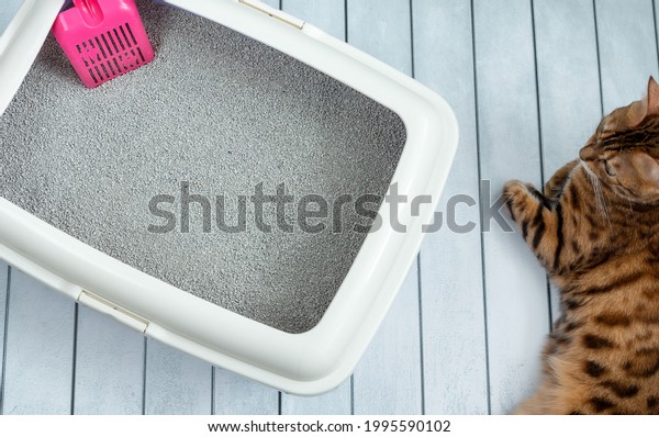 Cat litter\
tray with pink scoop and bengal\
cat