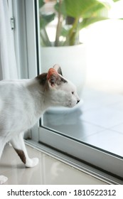 Cat In Living Room Straight Looking Outside Through Window