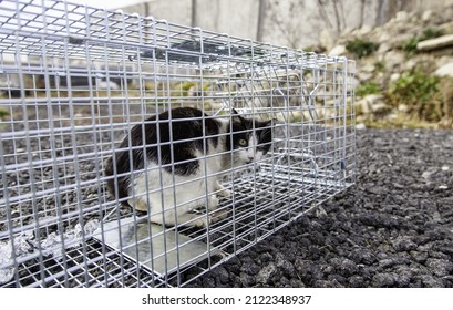 Cat Locked Cage Trap, Abandoned Animals And Hunting