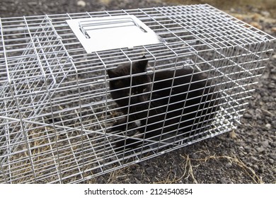 Cat Locked Cage Trap, Abandoned Animals And Hunting