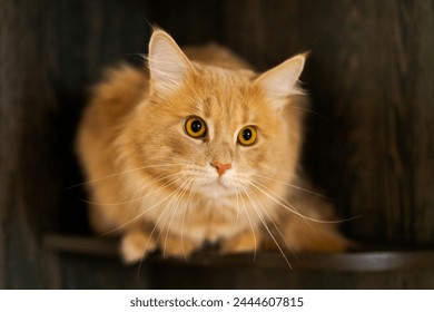 A cat with a long tail and a yellowish-orange coat is sitting on a wooden shelf - Powered by Shutterstock